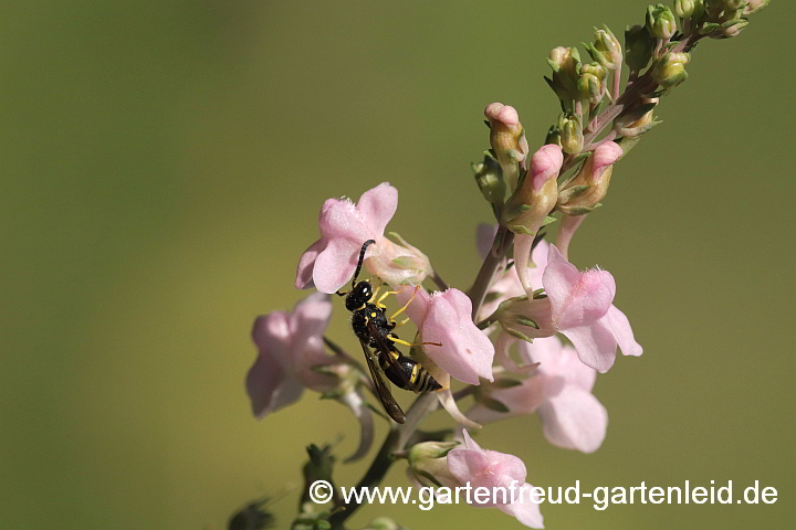 Linaria purpurea 'Canon J. Went' – Purpur-Leinkraut mit Lehmwespe