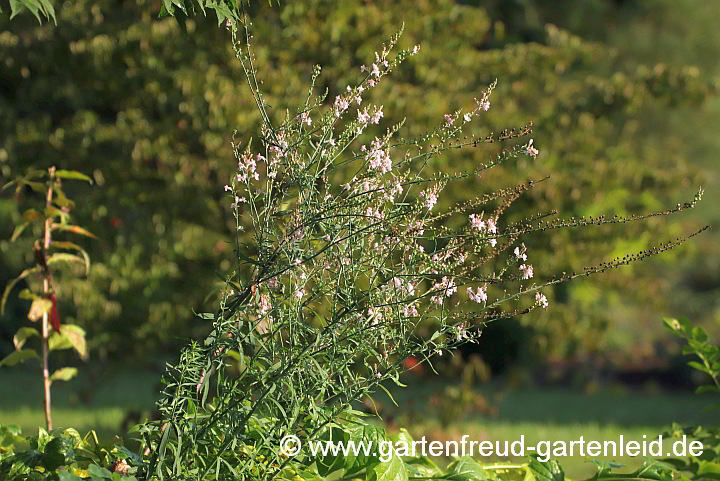 Linaria purpurea 'Canon J. Went' – Purpur-Leinkraut