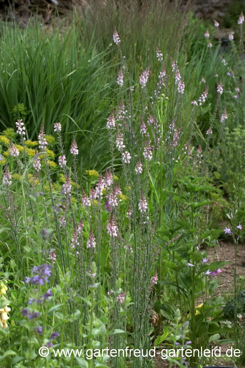 Linaria purpurea 'Canon J. Went' – Purpur-Leinkraut