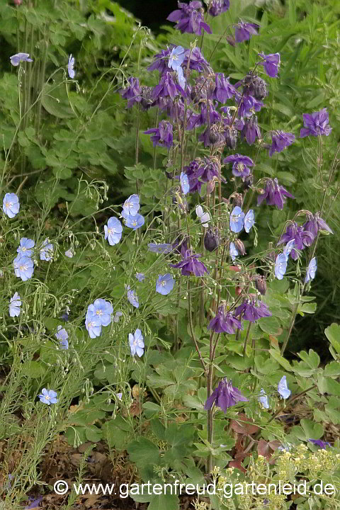 Linum perenne mit Aquilegia vulgaris