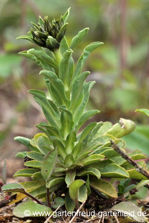 Linum capitatum – Kopfiger Lein