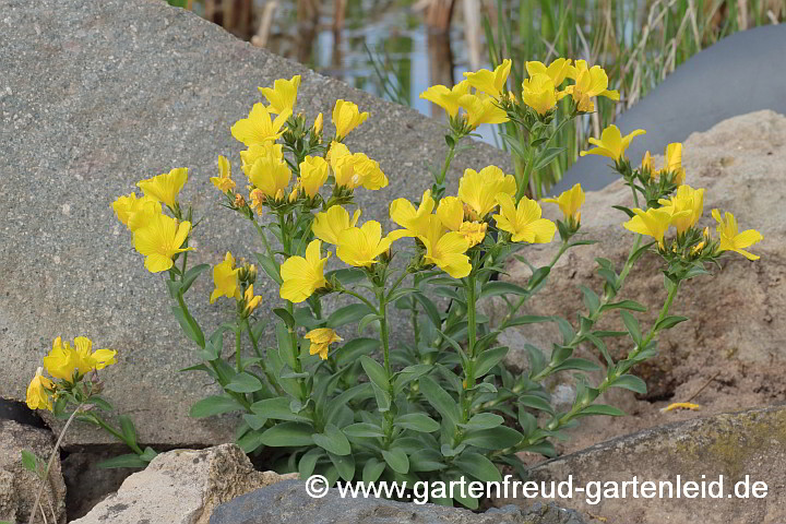 Linum capitatum – Kopfiger Lein