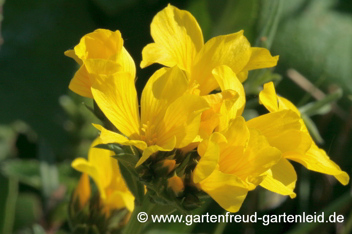 Linum capitatum – Kopfiger Lein