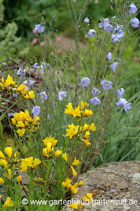 Linum perenne (re. Ausdauernder Lein) mit L. capitatum (Kopfiger Lein)