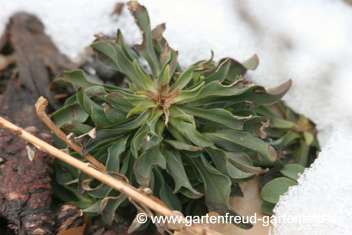 Linum capitatum mit Frostschaden