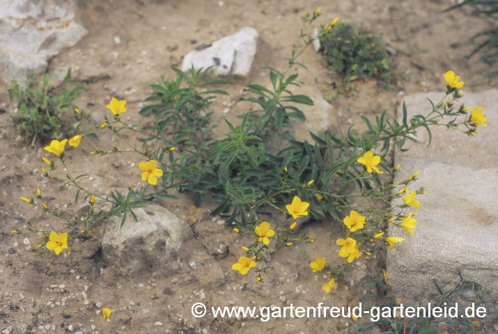 Linum dolomiticum – Dolomit-Lein