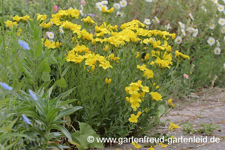 Linum flavum 'Compactum' – Gelber Lein, Gold-Flachs