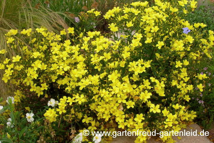 Linum flavum 'Compactum' – Gelber Lein, Gold-Flachs