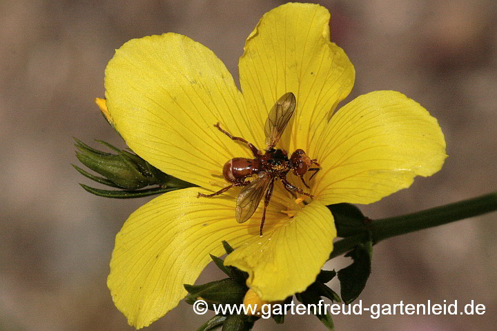 Linum flavum 'Compactum' (Gelber Lein, Gold-Flachs) mit Blasenkopffliege