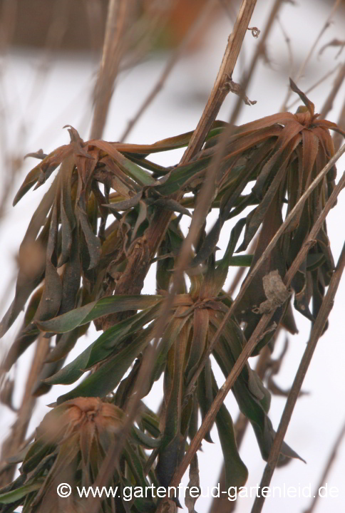 Linum flavum mit Frostschaden
