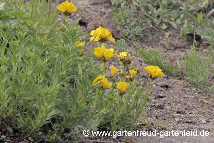 Linum capitatum (re.) und L. flavum 'Compactum'