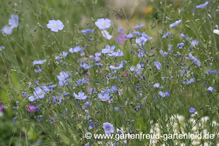 Linum perenne – Ausdauernder Lein, Stauden-Lein