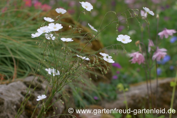 Linum perenne 'Album' &ndash; Ausdauernder Lein, Stauden-Lein