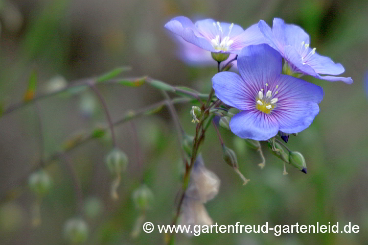 Linum perenne – Ausdauernder Lein, Stauden-Lein