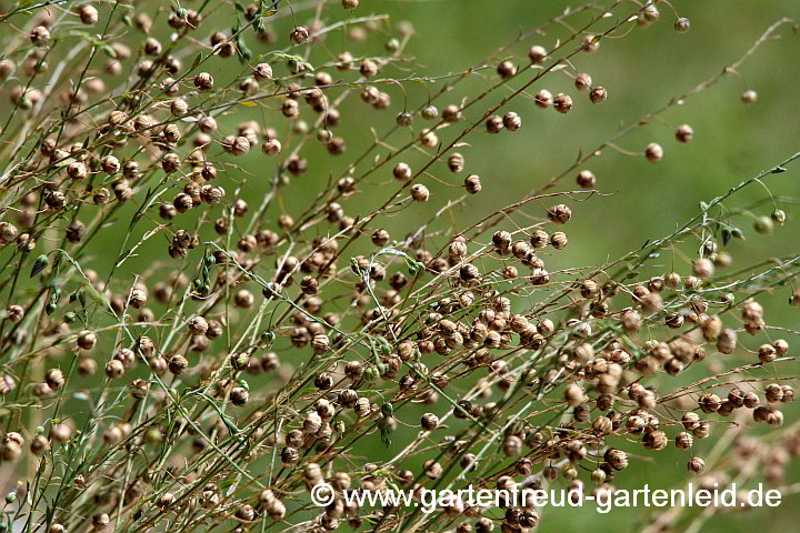 Linum perenne (Stauden-Lein) – Fruchtstand