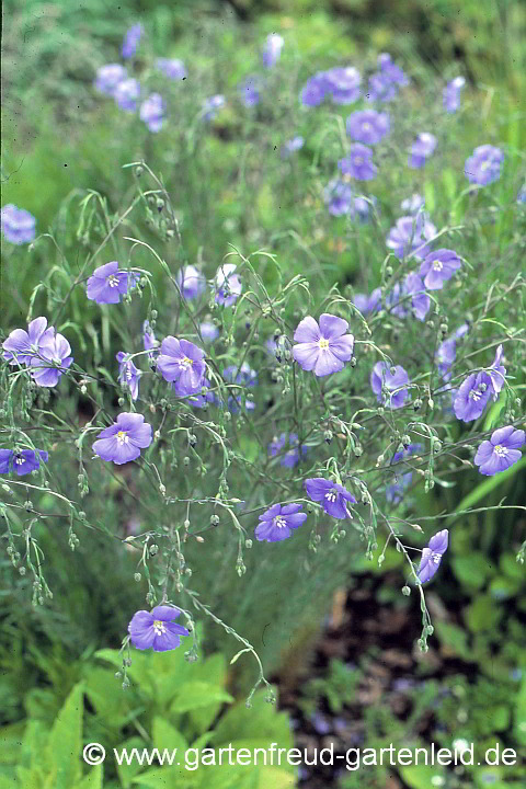 Linum perenne 'Himmelszelt' – Ausdauernder Lein, Stauden-Lein