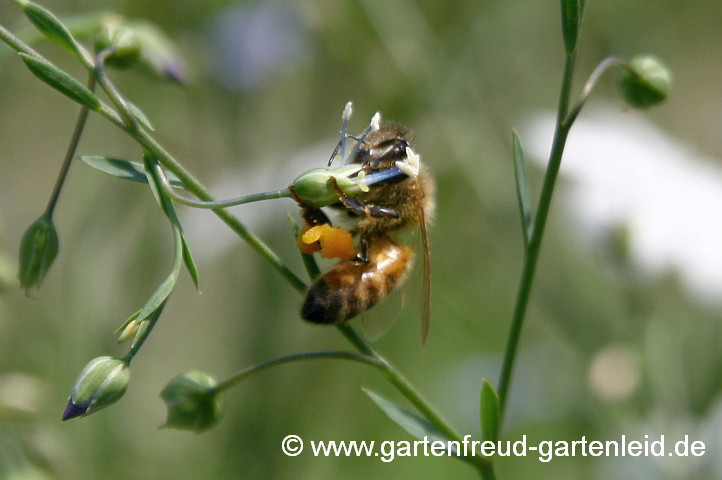 Linum perenne – Ausdauernder Lein, Stauden-Lein mit Honigbiene