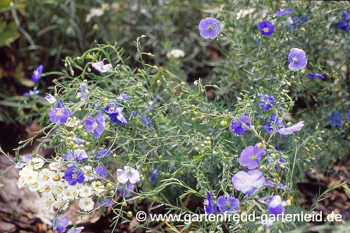 Linum perenne 'Nanum Saphir' – Ausdauernder Lein, Stauden-Lein