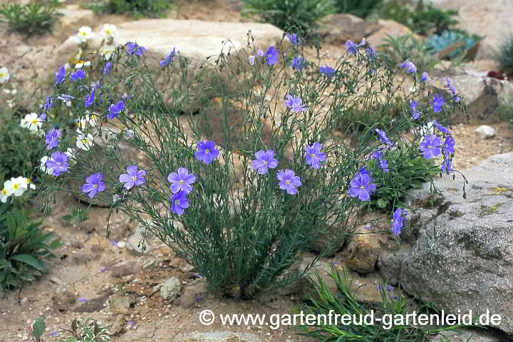 Linum perenne 'Nanum Saphir' – Ausdauernder Lein, Stauden-Lein