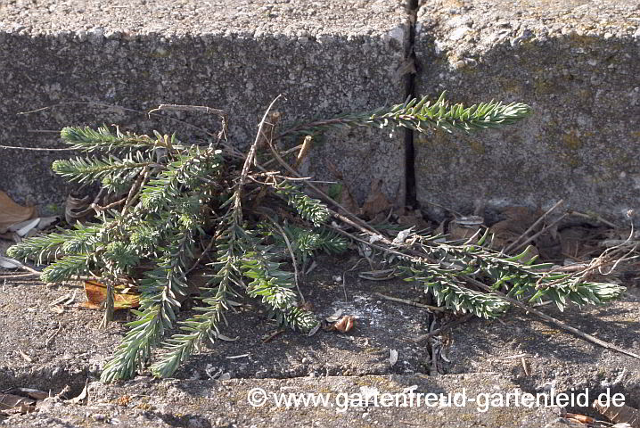 Linum perenne (Ausdauernder Lein) im Winter