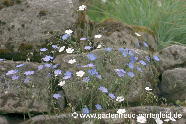 Linum perenne (Ausdauernder Lein) blau und weiß