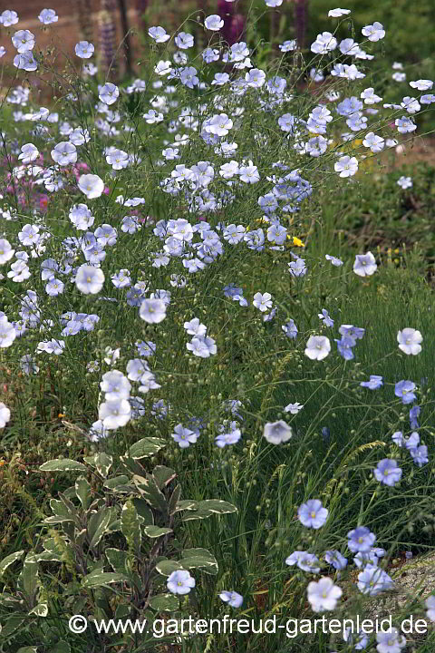 Linum perenne – Ausdauernder Lein, Stauden-Lein