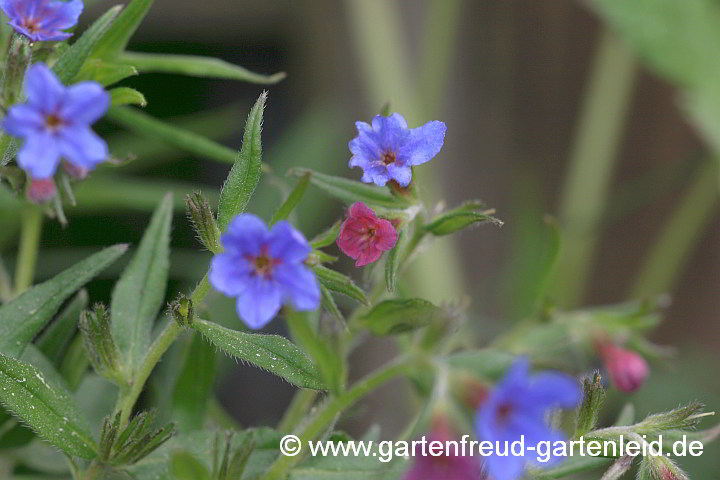 Lithospermum purpurocaeruleum – Blauroter Steinsame, Blüten