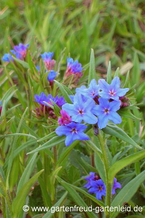 Lithospermum purpurocaeruleum – Blauroter Steinsame, Blüten