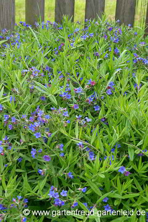 Lithospermum purpurocaeruleum – Blauroter Steinsame