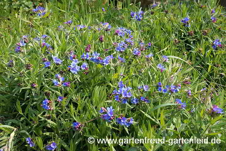 Lithospermum purpurocaeruleum – Blauroter Steinsame