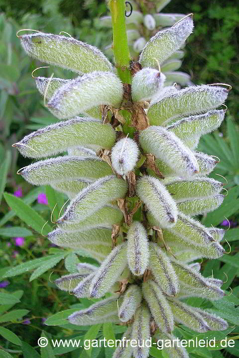 Lupinus polyphyllus (Garten-Lupine) – Samenstand