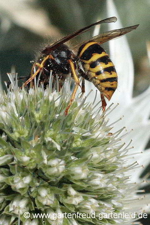 Gemeine Wespe auf Eryngium giganteum (Elfenbeindistel)