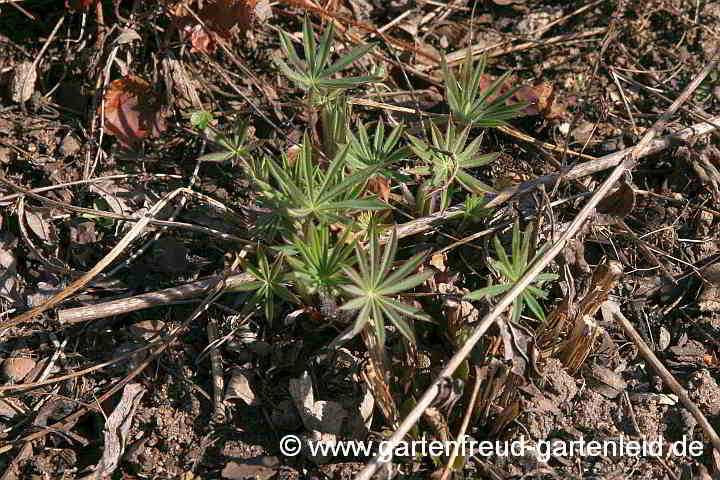 Lupinus polyphyllus – Garten-Lupine, Austrieb