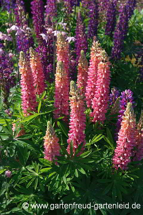 Lupinus polyphyllus – Garten-Lupine