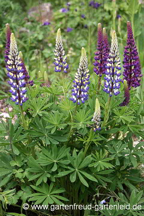 Lupinus polyphyllus 'Russell'-Sorte – Garten-Lupine 'Russell'-Sorte