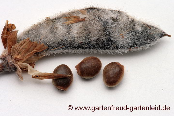 Lupinus polyphyllus (Garten-Lupine) – Samen