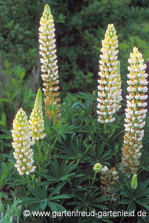 Lupinus polyphyllus – Garten-Lupine