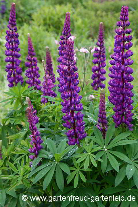 Lupinus polyphyllus – Garten-Lupine