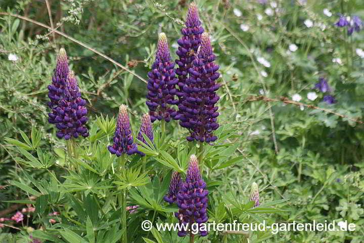 Lupinus polyphyllus – Garten-Lupine