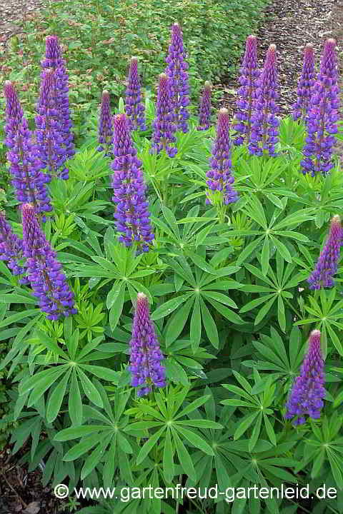 Lupinus polyphyllus – Garten-Lupine