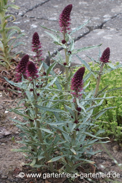 Lysimachia atropurpurea – Purpur-Felberich, Blühbeginn