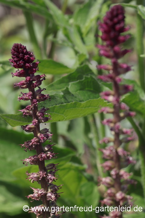 Lysimachia atropurpurea – Purpur-Felberich, Blühtenstände