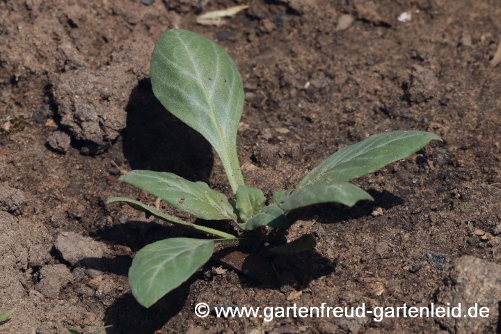 Lysimachia atropurpurea – Purpur-Felberich, Sämling