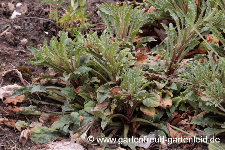 Lysimachia atropurpurea – Purpur-Felberich, Winterschaden