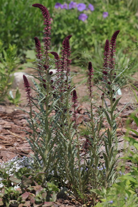 Lysimachia atropurpurea – Purpur-Felberich, Purpurblütiger Felberich