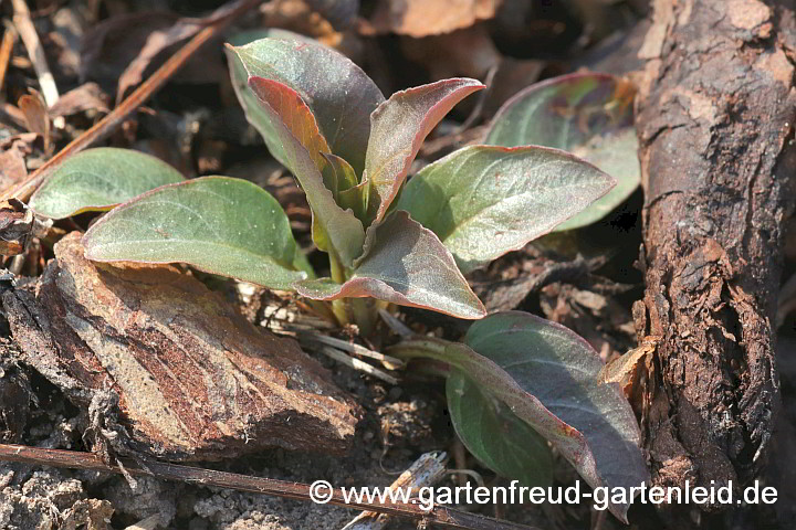 Lysimachia ciliata – Bewimperter Felberich, Austrieb