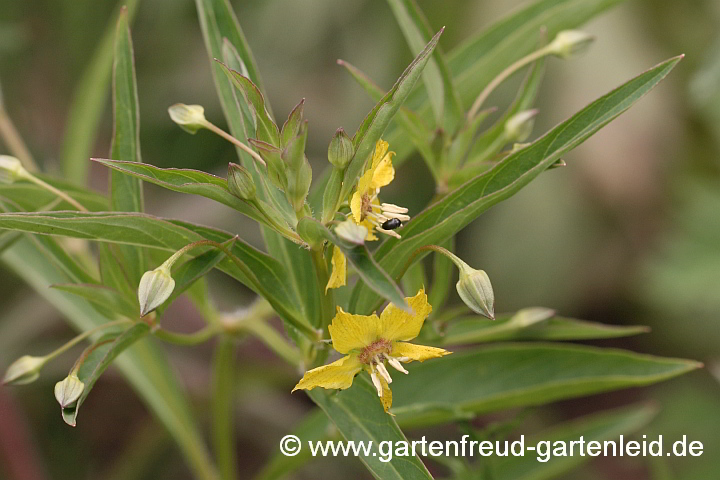 Lysimachia ciliata – Bewimperter Felberich, Blüten und Knospen