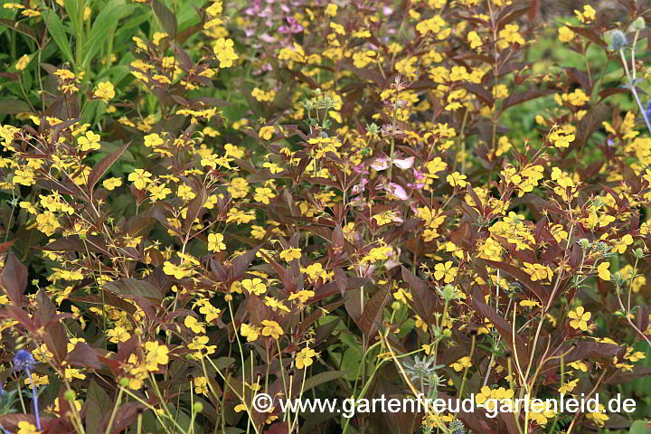 Lysimachia ciliata 'Firecracker' – Bronze-Felberich