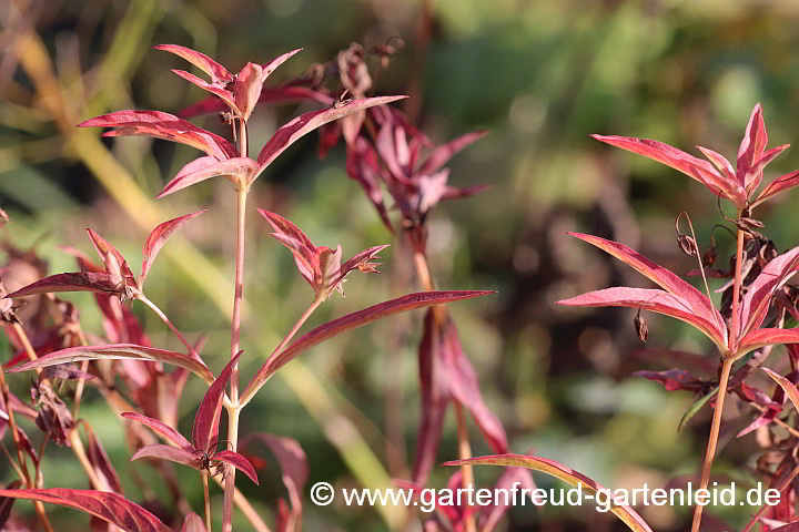 Lysimachia ciliata – Bewimperter Felberich, Herbstfärbung