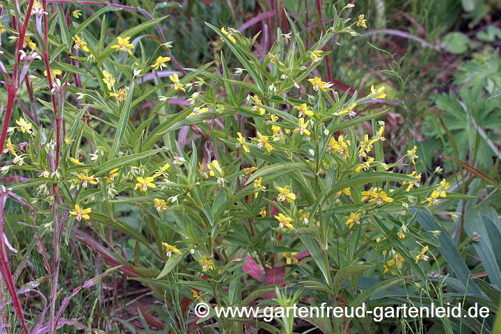 Lysimachia ciliata – Bewimperter Felberich